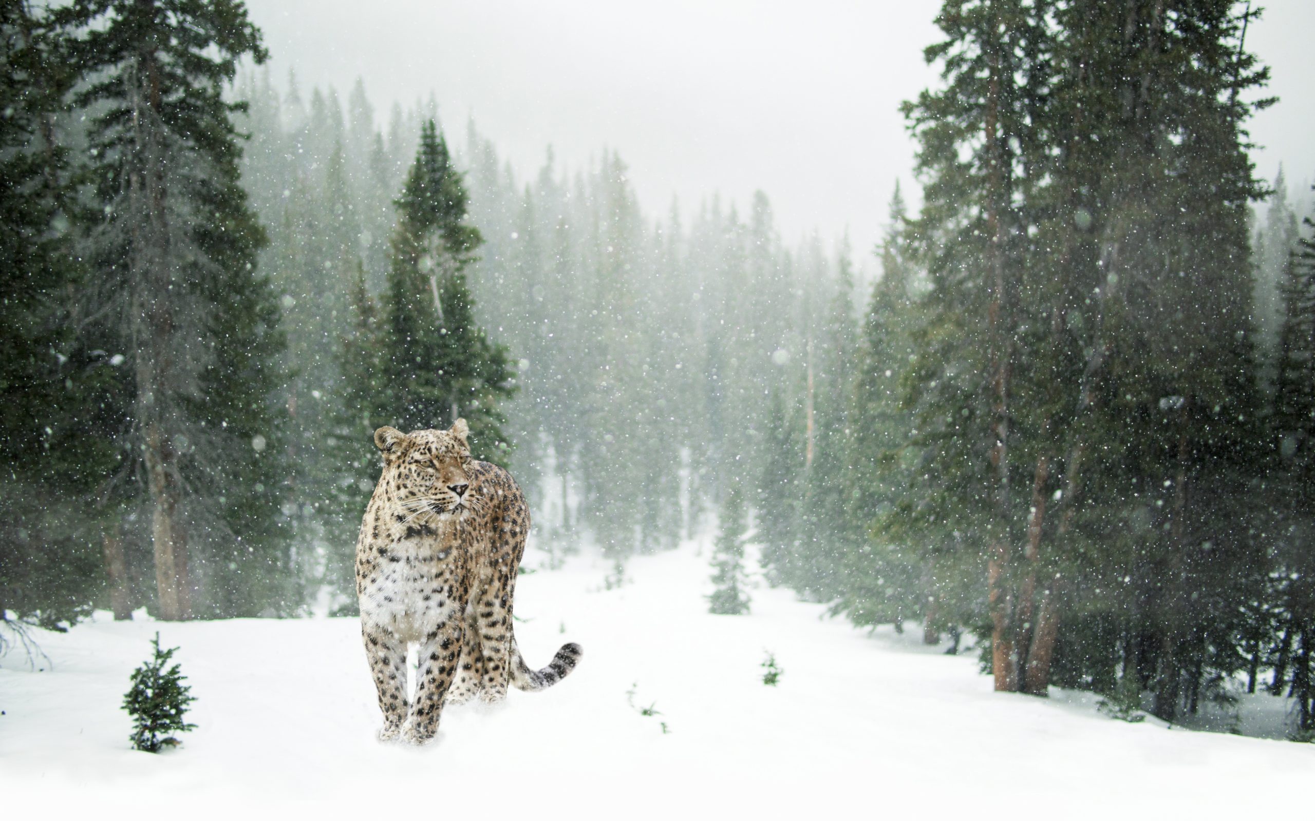 brown-and-black-leopard-on-snow-covered-forest